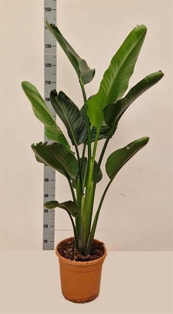 Strelitzia Alba 27Ø 130cm 2pp