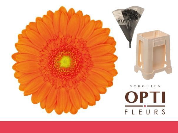 <h4>Germini Max Water</h4>