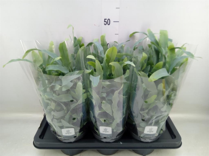 <h4>Phlebodium aureum 'Blue Star'</h4>