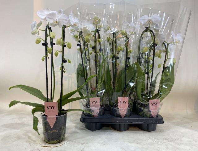 <h4>Phal El Cascade</h4>