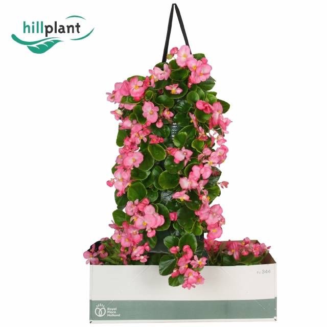 <h4>BEGO SE VOL PINK</h4>