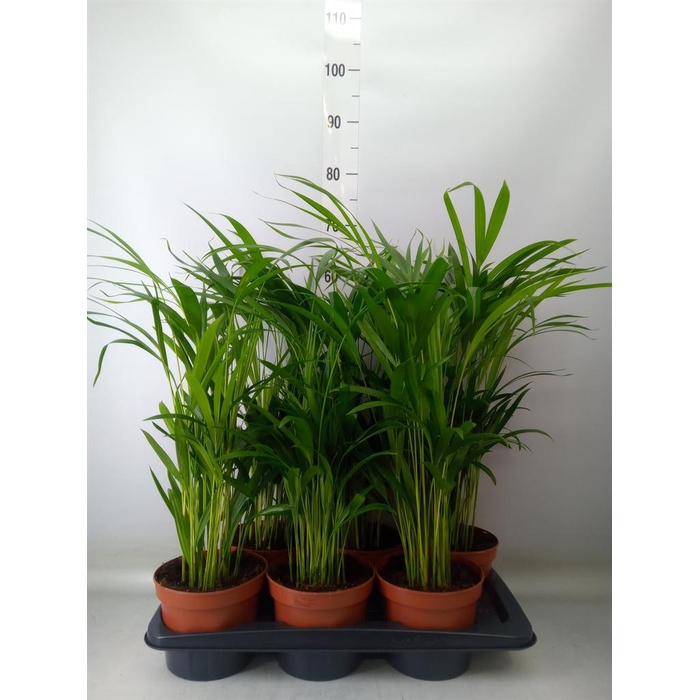 <h4>Dypsis lutescens   ...Chrysalidoca</h4>