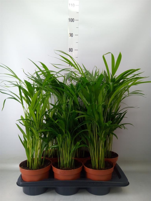 Dypsis lutescens   ...Chrysalidoca