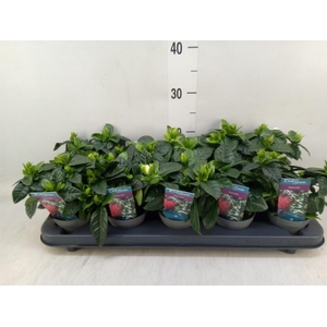 Gardenia jasminoides