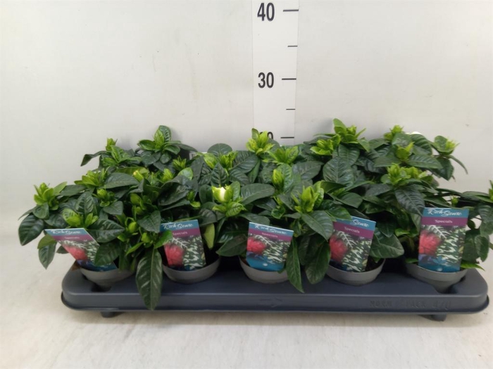 <h4>Gardenia jasminoides</h4>