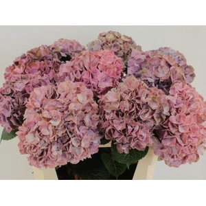 HYDR M MAG SWEE RUBY