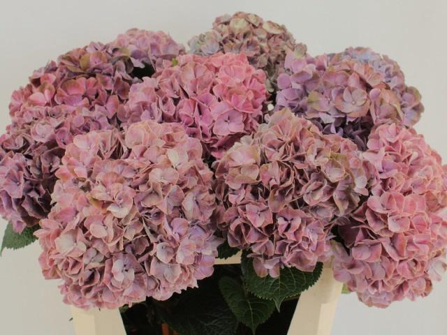 <h4>HYDR M MAG SWEE RUBY</h4>