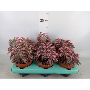 Kalanchoe NF tubiflora