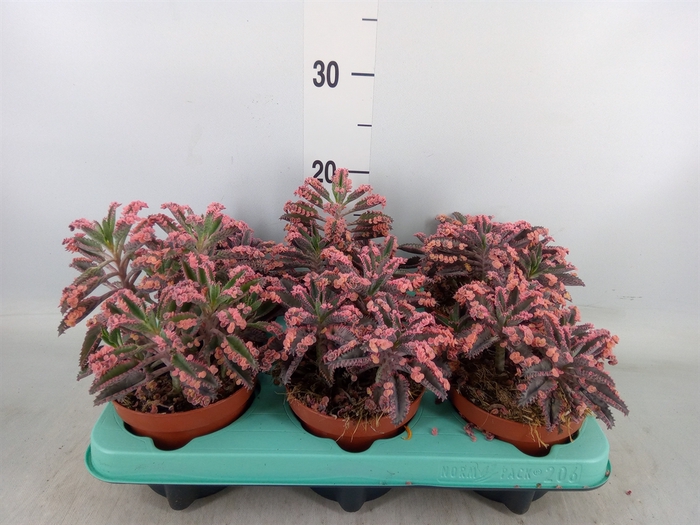 <h4>Kalanchoe NF tubiflora</h4>