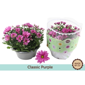 Chrysant Classic Purple