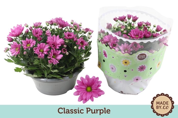 <h4>Chrysant Classic Purple</h4>