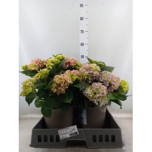 Hydrangea mac. 'Hi River'