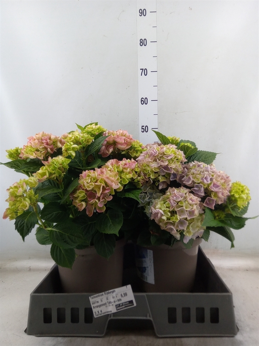 <h4>Hydrangea mac. 'Hi River'</h4>