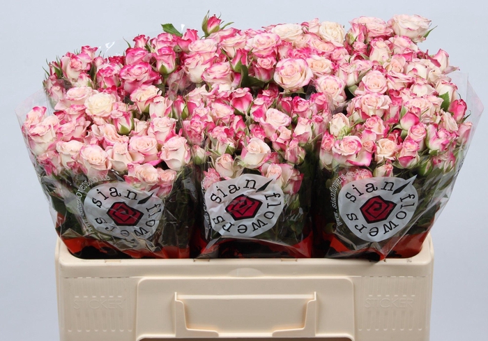 <h4>R TR REFLEX</h4>