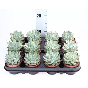 Echeveria   ...