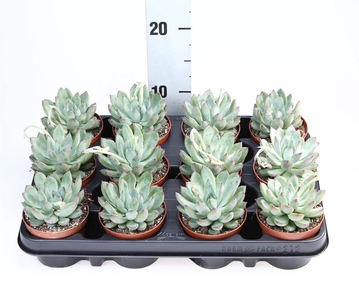<h4>Echeveria   ...</h4>