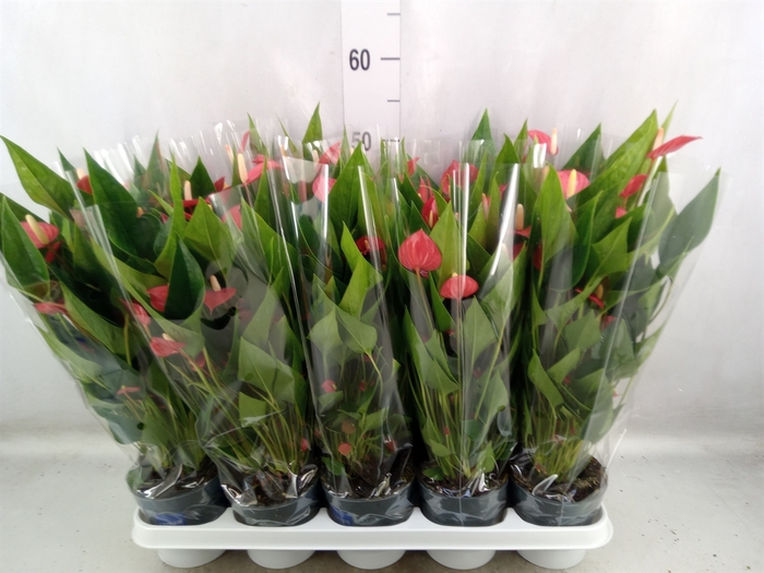 <h4>Anthurium andr. 'Mill Flowers Red'</h4>