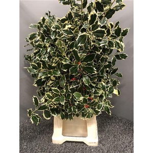 Ilex Bont Bes Rood