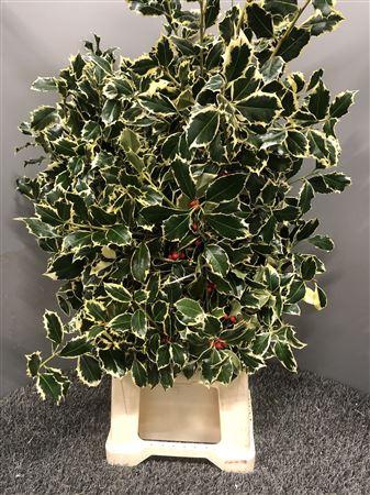 <h4>Ilex Bont Bes Rood</h4>