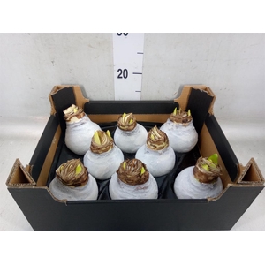 Hippeastrum   ...waxed H%