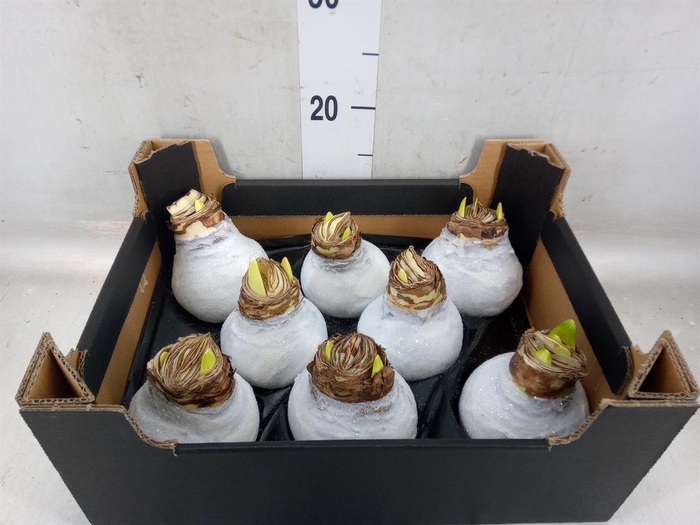 <h4>Hippeastrum   ...waxed H%</h4>