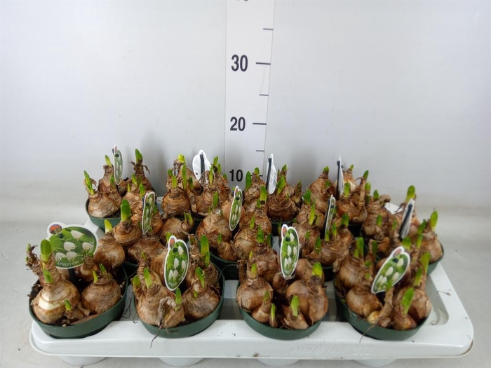 <h4>Leucojum aestivum</h4>