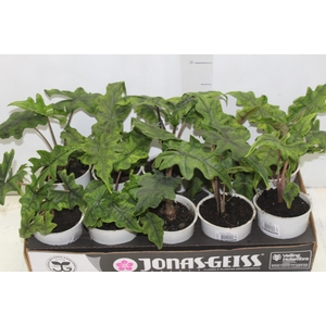 ALOCASIA JACKLYN P12