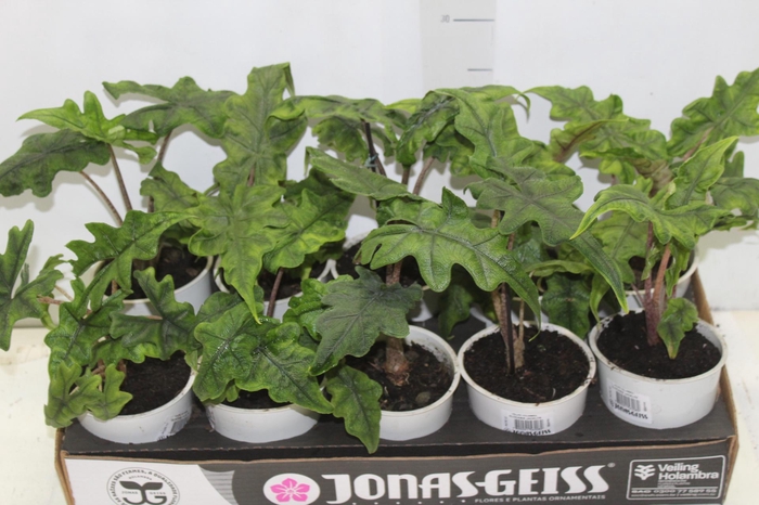 <h4>ALOCASIA JACKLYN P12</h4>