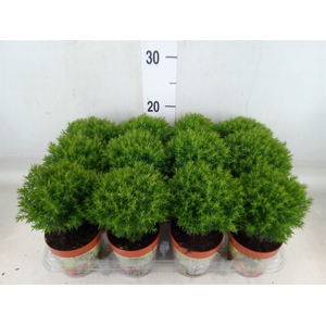 Thuja occid. 'Teddy'