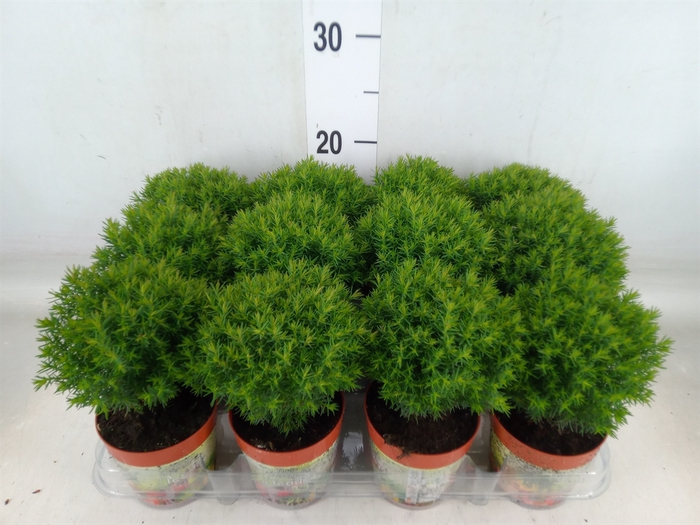 <h4>Thuja occid. 'Teddy'</h4>