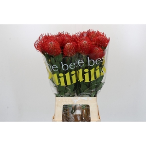 Nutans Ayoba Red
