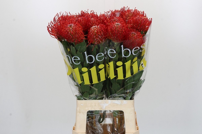 <h4>Nutans Ayoba Red</h4>