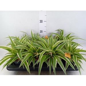 Chlorophytum com. 'Ocean'