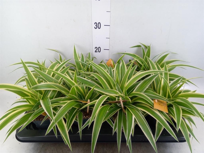 <h4>Chlorophytum com. 'Ocean'</h4>