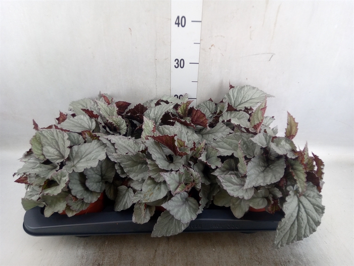 <h4>Begonia BD 'MagicColours Bolero'</h4>