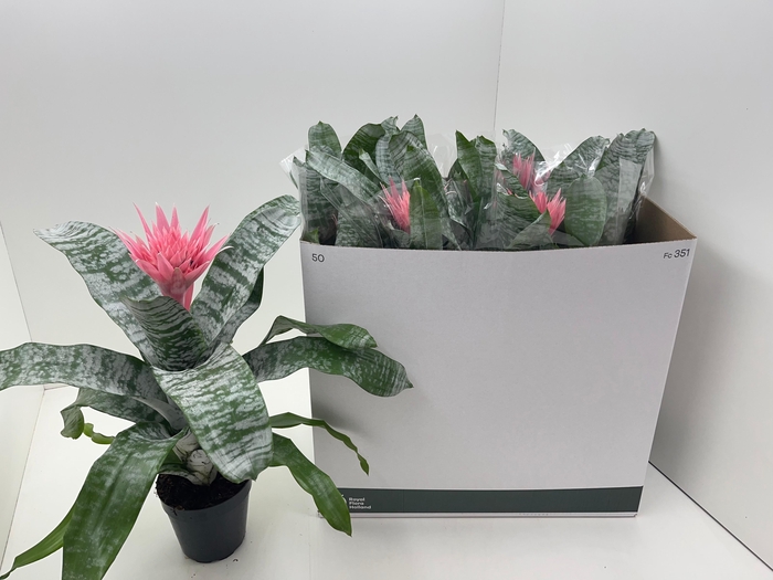 <h4>Aech Fas Primera</h4>