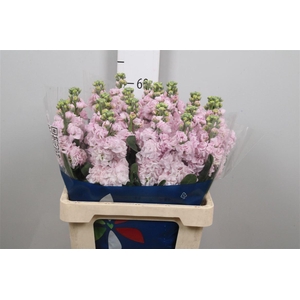 Matth Iron Cherry Bl