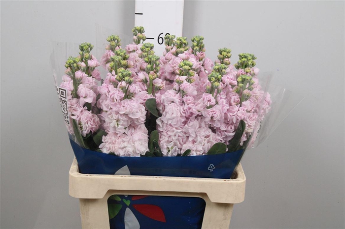 <h4>Matth Iron Cherry Bl</h4>