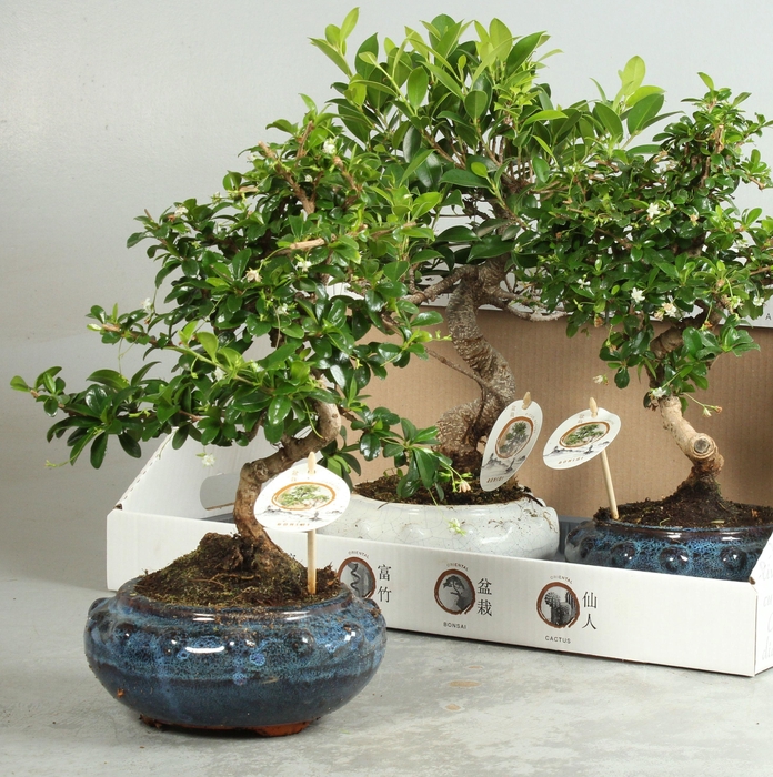 BONSAI GEM
