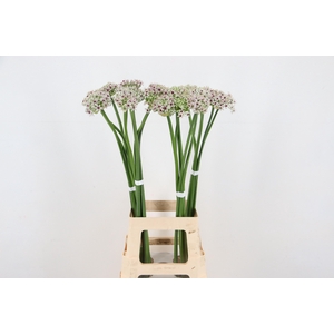 ALLIUM SILVERSPRING 080CM
