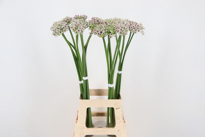 <h4>ALLIUM SILVERSPRING 080CM</h4>