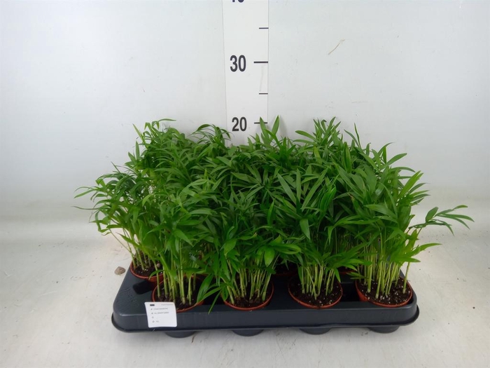 <h4>Chamaedorea elegans</h4>
