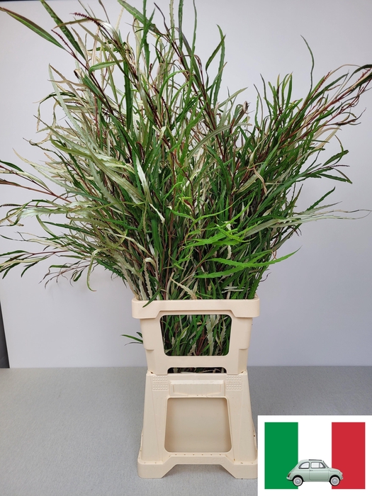 EUC GREVILLEA PB EXTRA