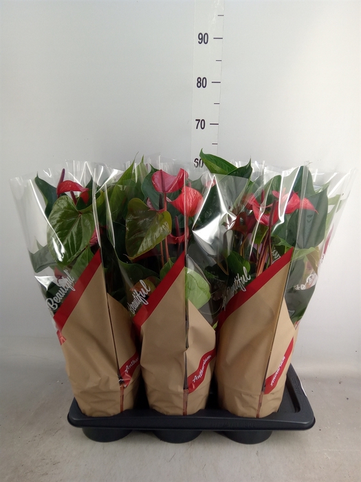 <h4>Anthurium  'Deco Red'</h4>