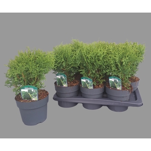 Thuja occ. 'Tiny Tim'