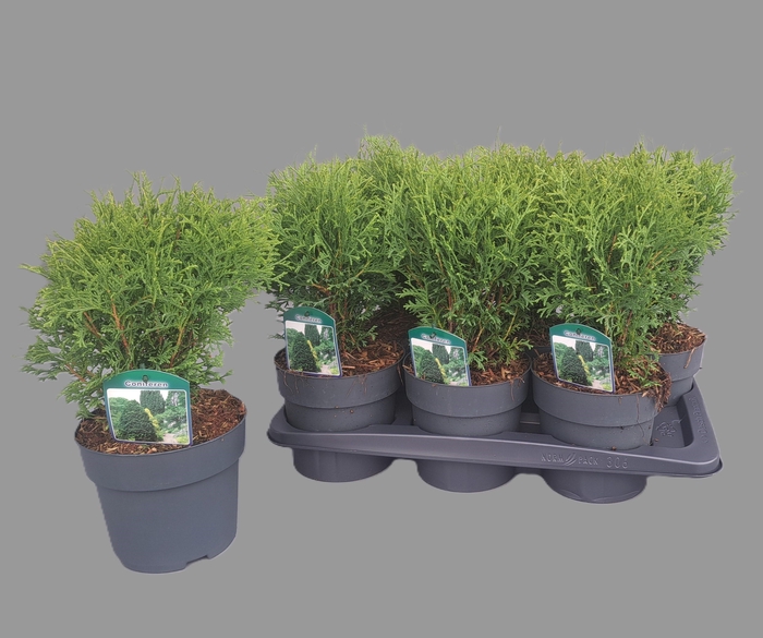 <h4>Thuja occ. 'Tiny Tim'</h4>