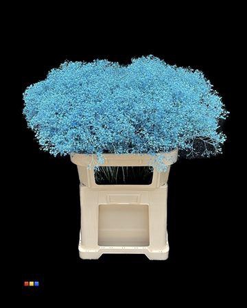 <h4>GYPS MILLION STAR LIGHT BLUE</h4>