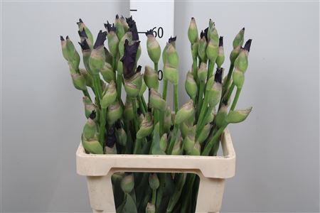<h4>Iris G Cup Race</h4>