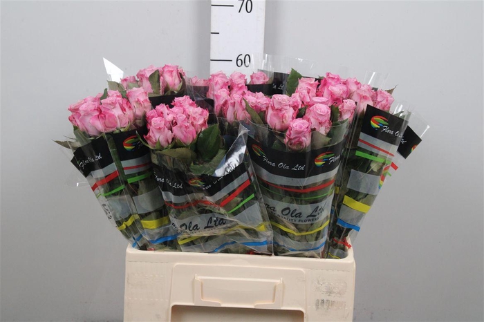 <h4>R Gr Maritim</h4>