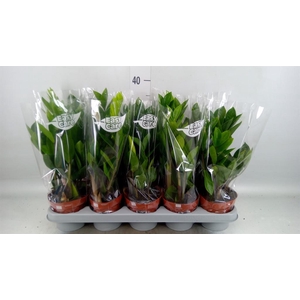 Zamioculcas zamiifolia
